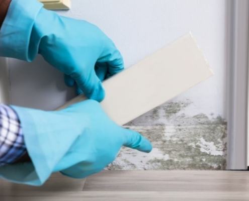 mold test img